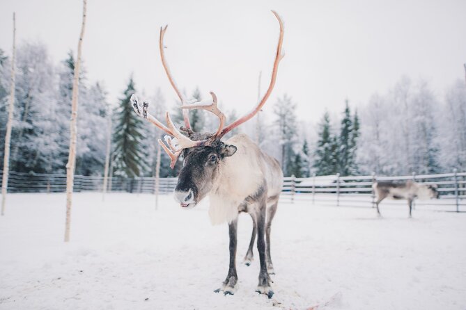 Reindeer Safari With Snowmobile and Cross the Arctic Circle Tour From Rovaniemi - Crossing the Arctic Circle
