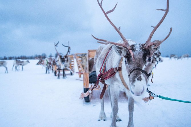 Reindeer Sledding Experience and Sami Culture Tour From Tromso - Transportation and Logistics