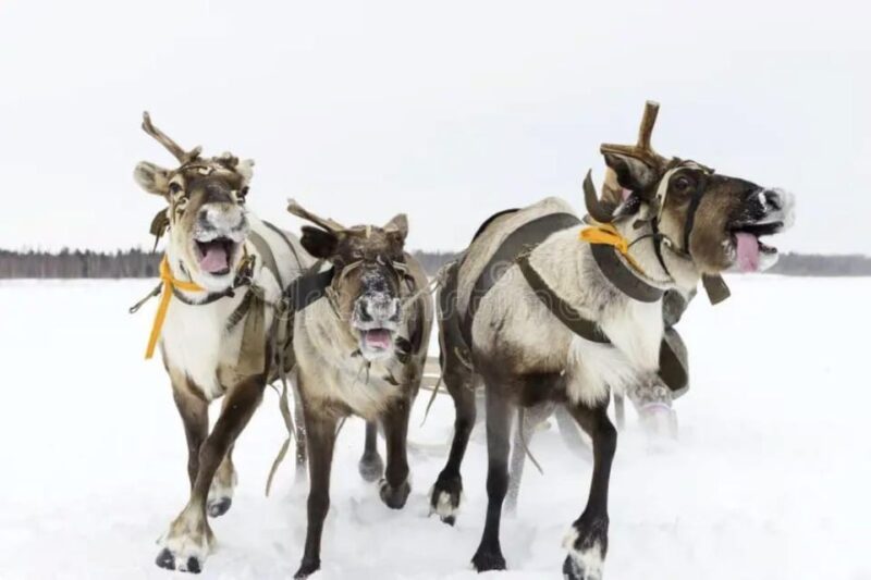 Reindeer Sledding Tour and Visit to the Husky Kennel - Good To Know