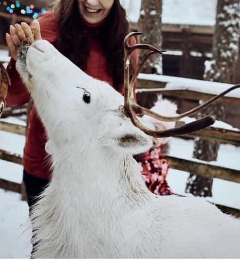 Reindeer Sledding Tour and Visit to the Husky Kennel - Reindeer Sledding Experience