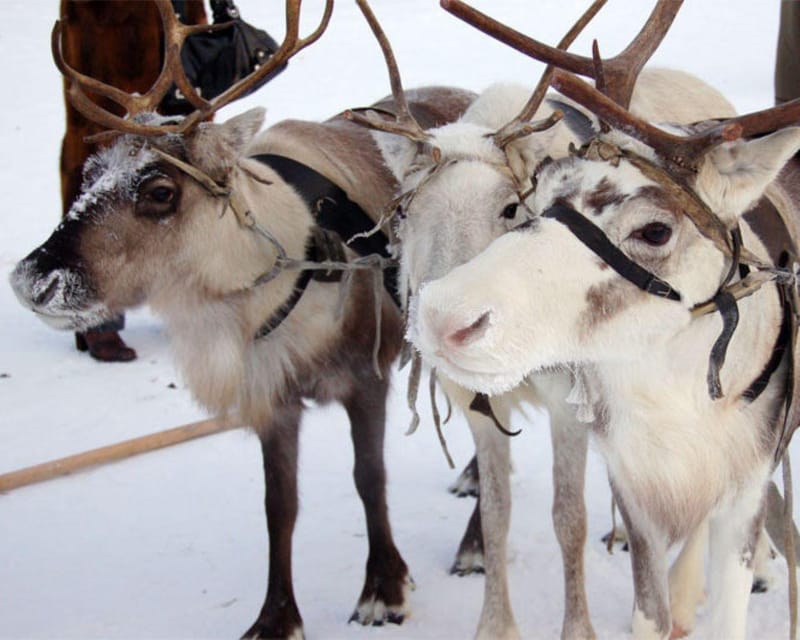 Reindeer Sledding Tour and Visit to the Husky Kennel - Enjoyment of Nature