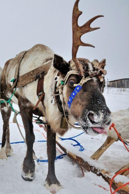 Reindeer Sledding Tour and Visit to the Husky Kennel - Frequently Asked Questions
