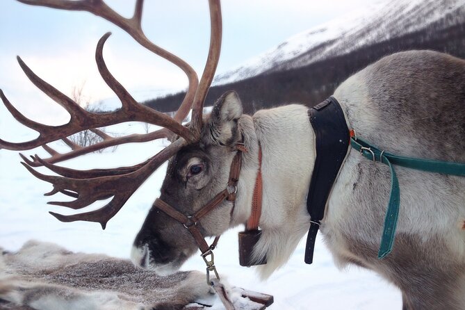 Reindeer Sleigh Ride Forest Safari - Location and Tour Provider