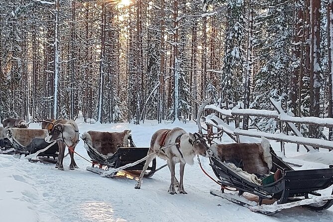 Reindeer Sleigh Ride Forest Safari - Customer Reviews and Feedback