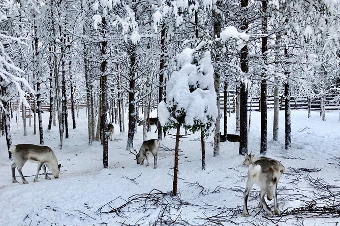 Reindeer Sleigh Ride Forest Safari - Additional Considerations