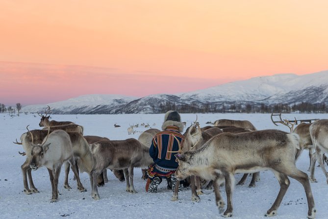 Reindeer Visit, and Sami Culture Including Lunch From Tromso - Lavvu and Sami History