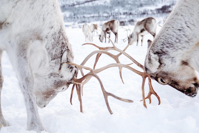 Reindeer Visit, and Sami Culture Including Lunch From Tromso - Joik Performance