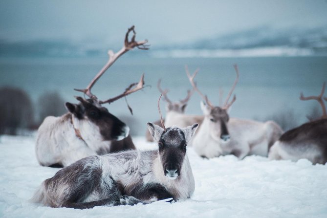 Reindeer Visit, and Sami Culture Including Lunch From Tromso - Dietary Accommodations