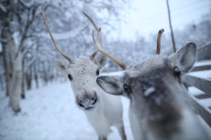 Reindeers, Husky and Santa Claus Village Summer Combo Tour - Good To Know