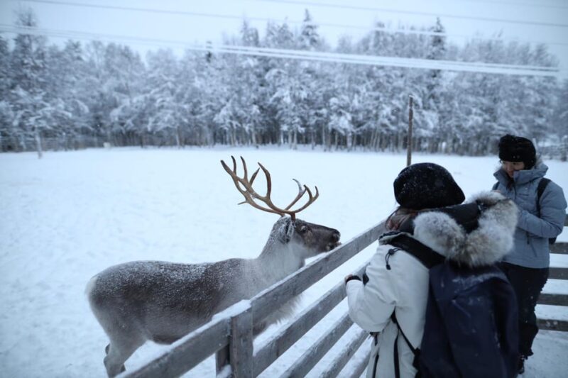 Reindeers, Husky and Santa Claus Village Summer Combo Tour - Additional Information