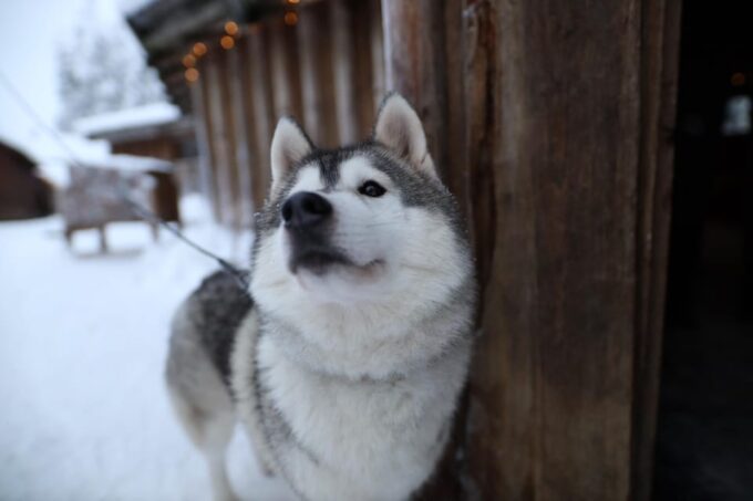 Reindeers, Husky and Santa Claus Village Summer Combo Tour - Explore Reindeer Yard