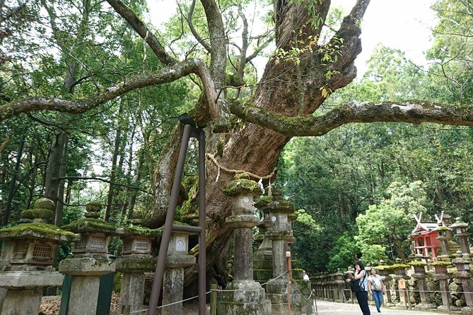 Relax in Nara: Deer Park, Todai-ji Temple and Merchants Town - Cancellation Policy