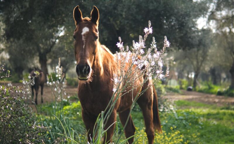 Relax & Mindfulness With Horses in Vejer De La Frontera - Experience Highlights