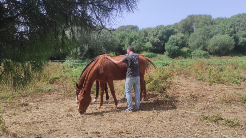 Relax & Mindfulness With Horses in Vejer De La Frontera - Mindfulness With Horses
