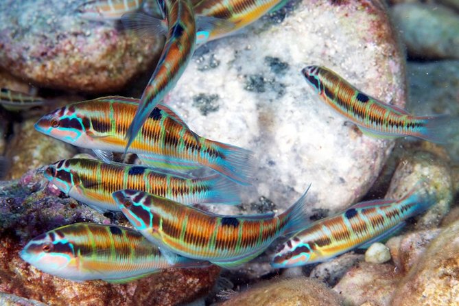 Relaxing Snorkeling Tour at the Isola Bella Marine Park Taormina - Snorkeling Equipment Provided