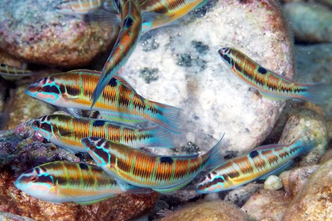 Relaxing Snorkeling Tour at the Isola Bella Marine Park Taormina - Meeting Point and Time
