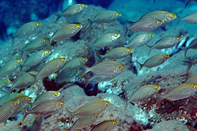 Relaxing Snorkeling Tour at the Isola Bella Marine Park Taormina - Health and Safety Considerations