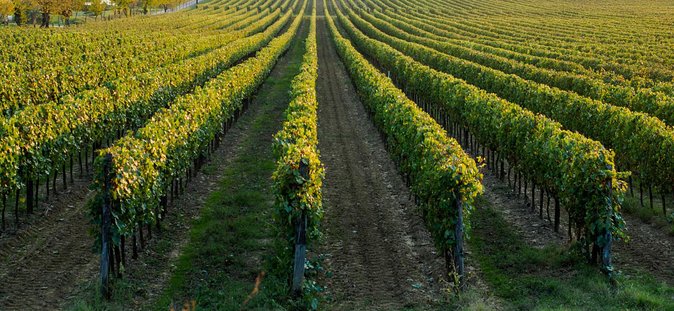 Relaxing Wine Tour With Food & Wine Tasting - Umbria - Sorprendimi Umbria Operator