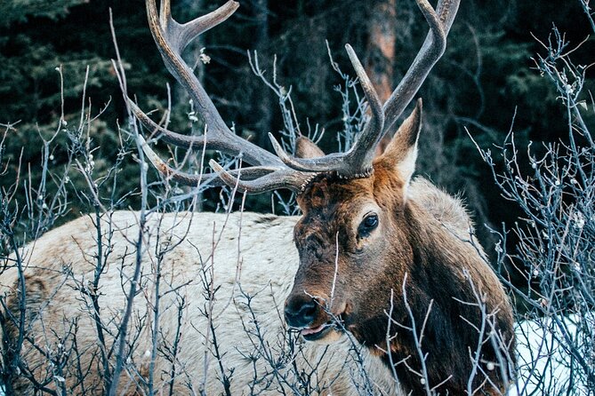 Relive Colorados Gold Rush Experience - Private Guides - Curated Lunch Experiences