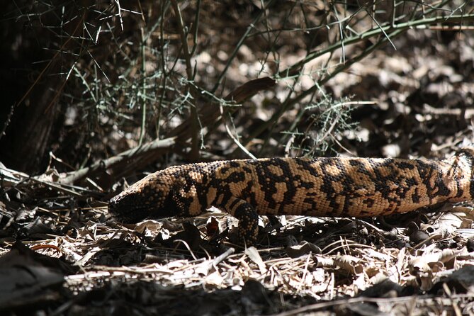 Reptile Hunting in The Sonoran Desert - Overview of the Experience