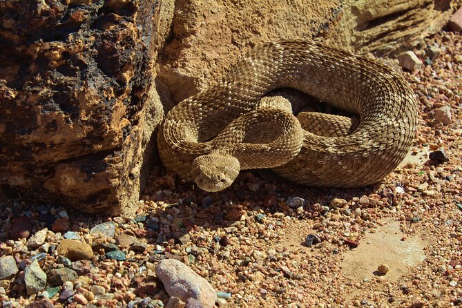 Reptile Hunting in The Sonoran Desert - Inclusions and Accessibility