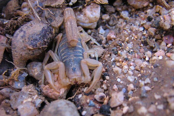 Reptile Hunting in The Sonoran Desert - Positive Customer Feedback