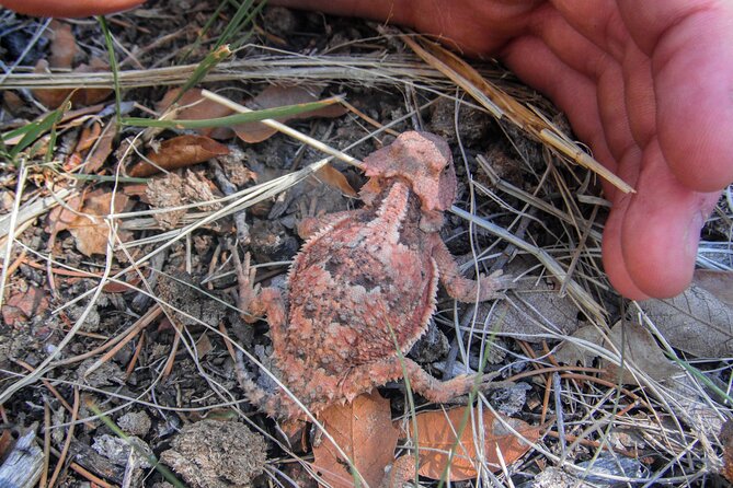 Reptile Hunting in The Sonoran Desert - Negative Customer Feedback