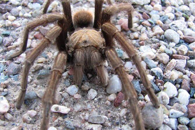 Reptile Hunting in The Sonoran Desert - Tour Schedule and Opening Hours