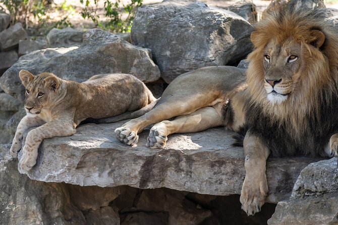 Republished: Skip-The-Line Hellabrunn Zoo in Munich With Transfe - Accessibility and Participation