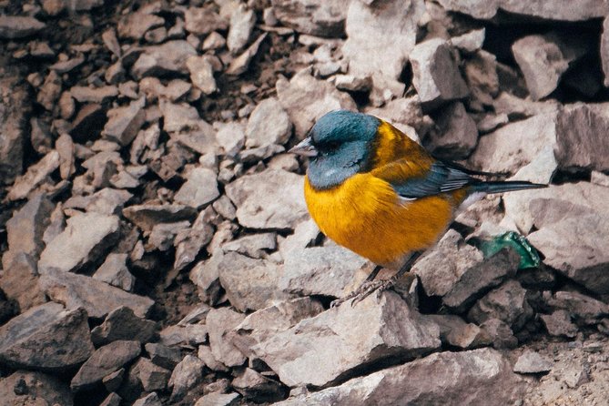 Reservoir Plaster + Roast in the Mountains - Insider Tips for an Unforgettable Experience