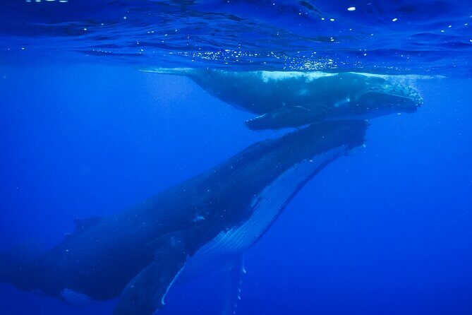 Respectful whale excursion to Tahiti in 4h30 - Respectful whale excursion to Tahiti in 4h30