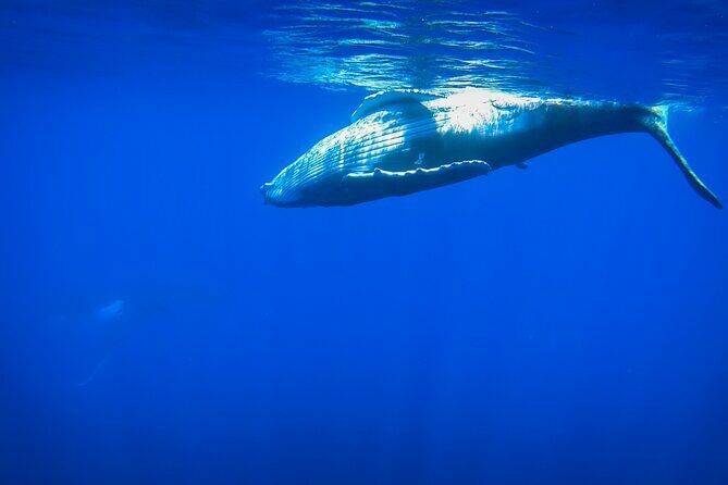 Respectful whale excursion to Tahiti in 4h30 - Key Points