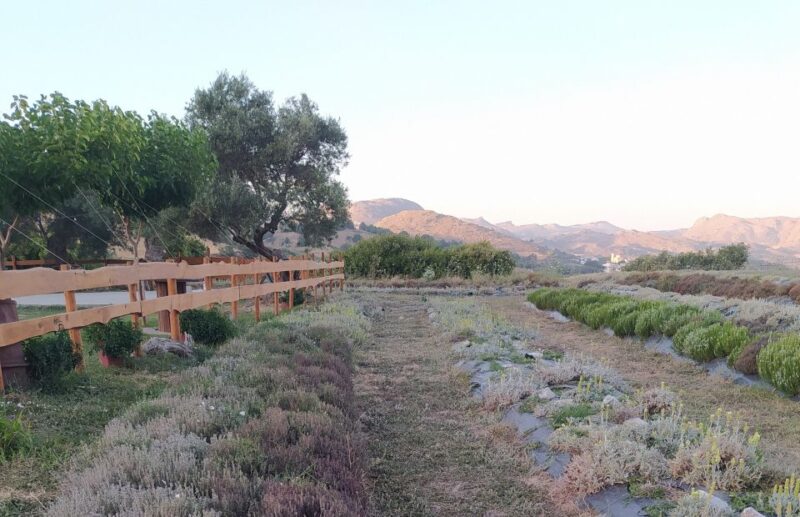 Rethymno: Cretan Herbs and Wine Tasting With Lunch - Important Information and Considerations