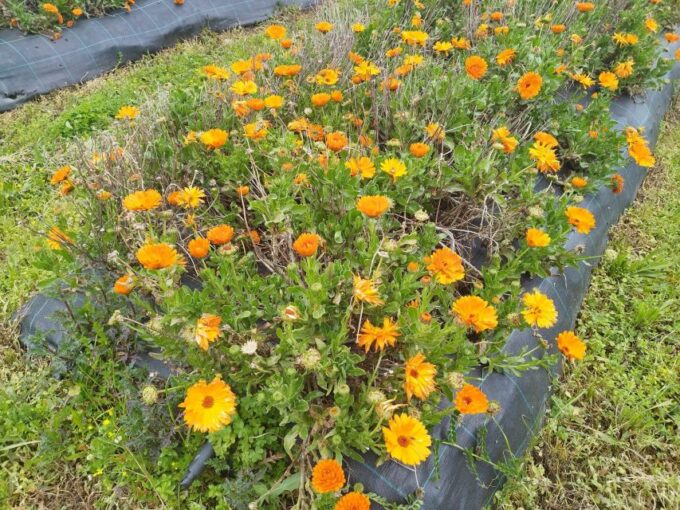 Rethymno: Cretan Herbs and Wine Tasting With Lunch - Frequently Asked Questions