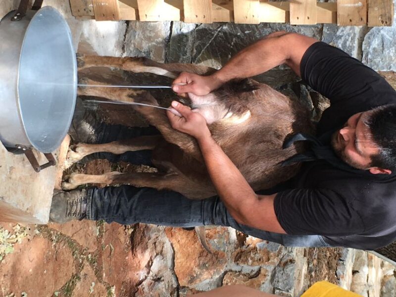 Rethymno: Explore Shepherd's Hut and Cheese Making Process - Highlights of the Tour