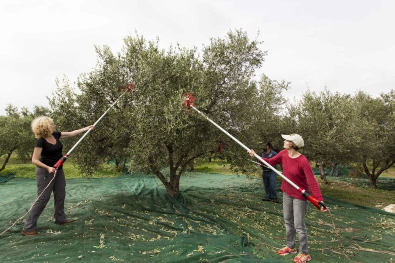 Rethymno: Olive Oil Tasting With Cretan Food Pairing - Learning to Taste Olive Oil