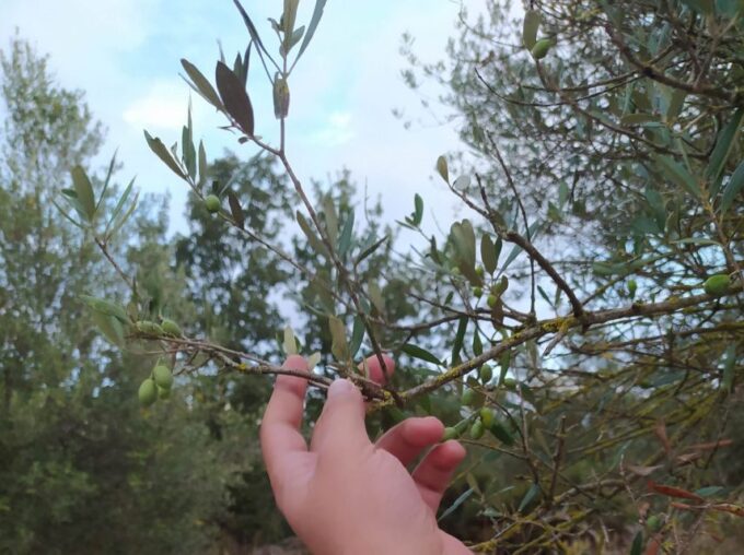 Rethymno: Private Olive Oil & Honey Tasting Tour With Lunch - Frequently Asked Questions