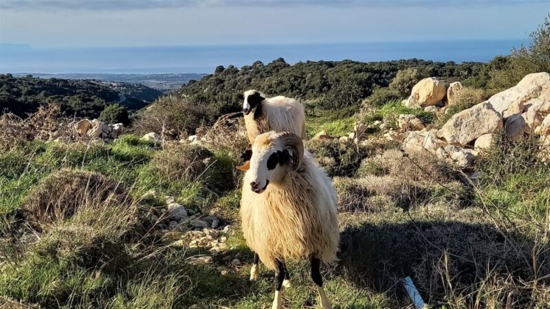 Rethymno: Shepherds Path Hike From Maroulas Village - Stunning Scenery