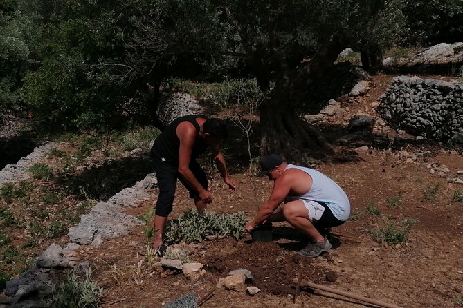 Rethymnon Olive Tree Sponsorship Protect and Plant Tour - Location and Rating