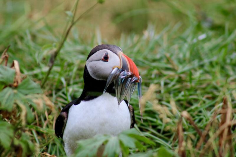 Reykjavik: 1-Hour Puffin Watching Tour - Frequently Asked Questions