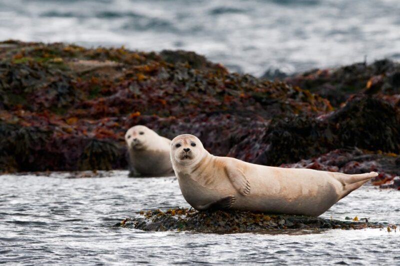 Reykjavik: 2-Day West Tour With Snæfellsnes & Silver Circle - Inclusions and Amenities