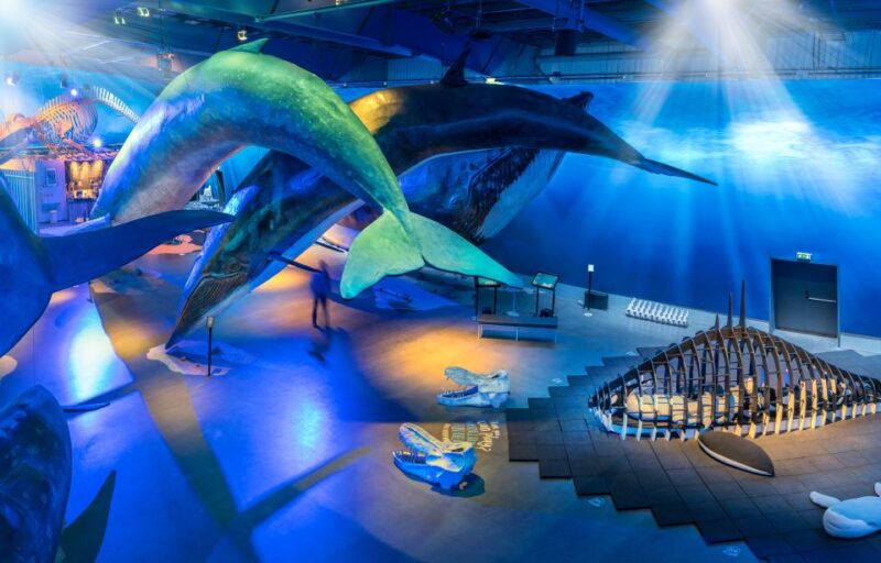 Reykjavik: 2-Hour Northern Lights by Boat With Backup Plan - Accessibility and Recommendations