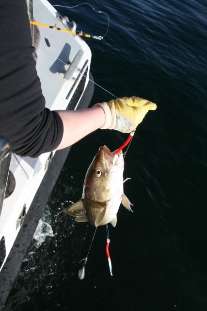 Reykjavik: 3-Hour Sea Angling Gourmet Experience Tour - Highlights of the Tour