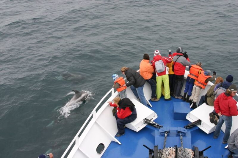Reykjavik: 3-Hour Whale Watching Tour - Key Points