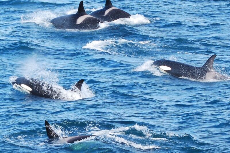 Reykjavik: 3-Hour Whale Watching Tour - Encounters With Marine Wildlife