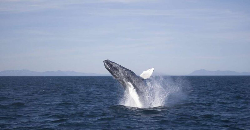 Reykjavik: 3-Hour Whale Watching Tour - Tour Duration and Inclusions