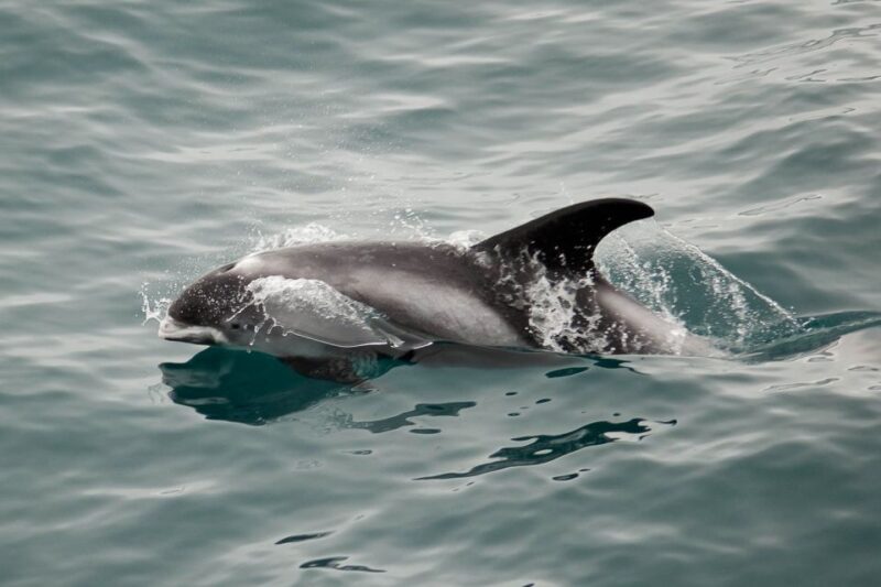 Reykjavik: 3-Hour Whale Watching Tour - Meeting Point and Pick-up