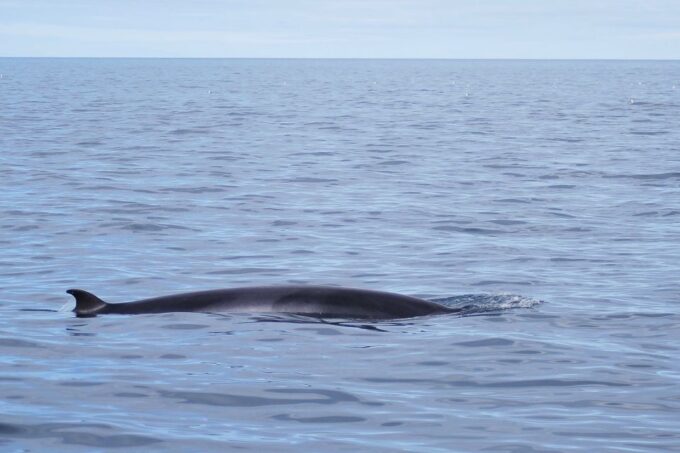 Reykjavik: 3-Hour Whale Watching Tour - Sighting Guarantee and Refunds
