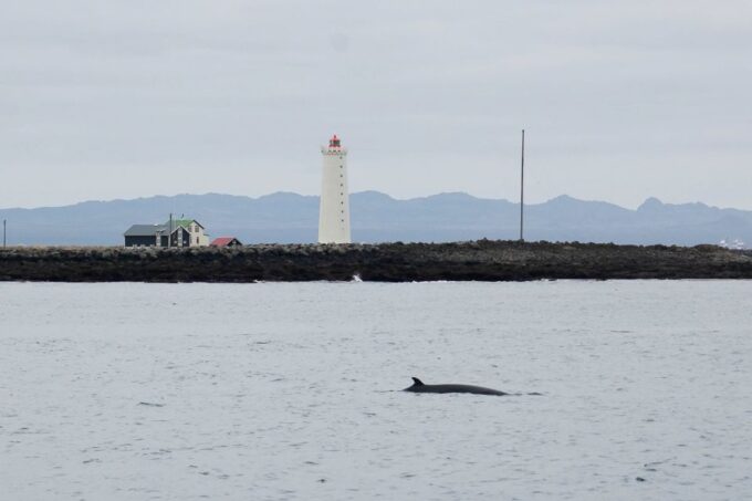 Reykjavik: 3-Hour Whale Watching Tour - Research and Wildlife Protection