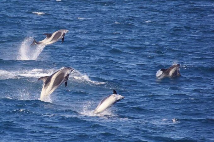Reykjavik: 3-Hour Whale Watching Tour - Frequently Asked Questions